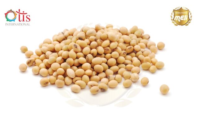 Chọn giống đậu nành chất lượng để chuẩn bị