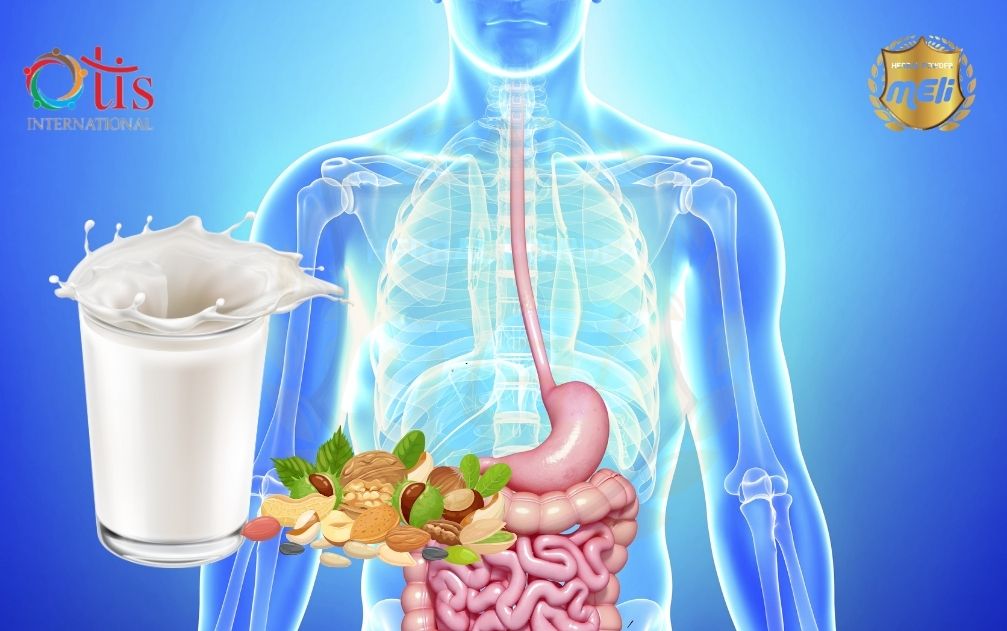 Hỗ trợ tiêu hóa 