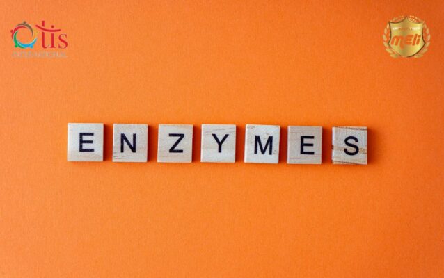 Ứng dụng enzyme vào từng giai đoạn sản xuất